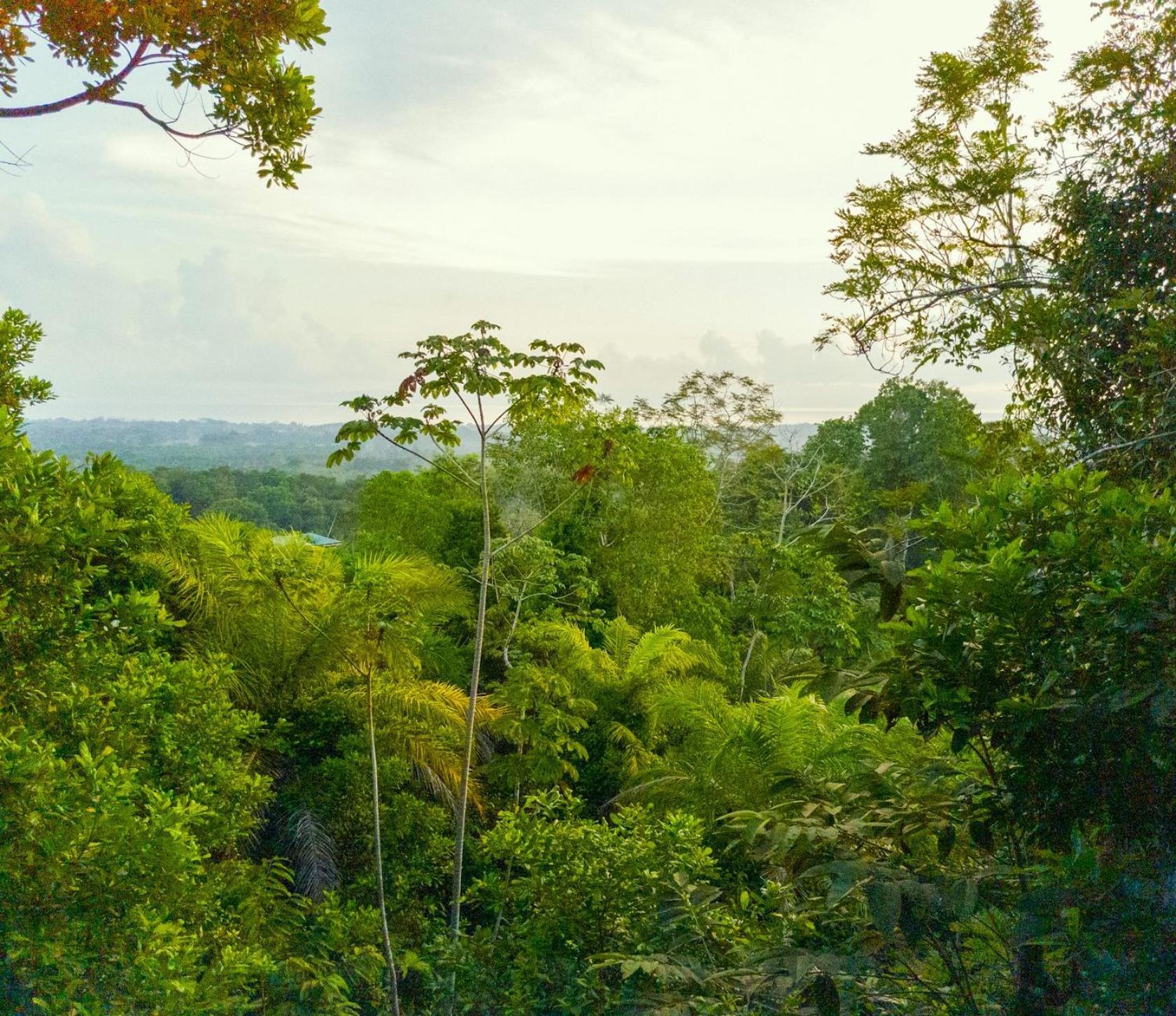 Corcovado Private Villas - Corcovado Private Reserve Puerto Jiménez Eksteriør billede
