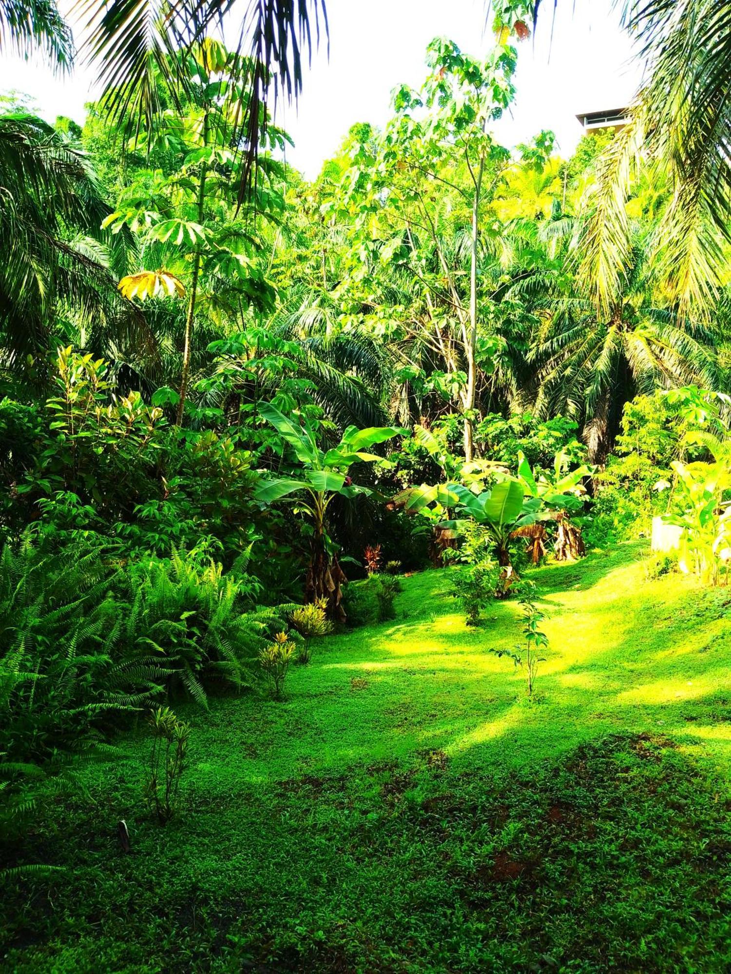 Corcovado Private Villas - Corcovado Private Reserve Puerto Jiménez Eksteriør billede